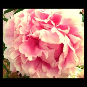 Meet your Posher, Mary beth